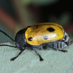 Cadmus (Cadmus) litigiosus at Thredbo, NSW - 21 Feb 2022