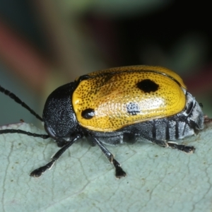 Cadmus (Cadmus) litigiosus at Thredbo, NSW - 21 Feb 2022