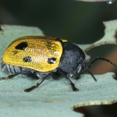 Cadmus (Cadmus) litigiosus at Thredbo, NSW - 21 Feb 2022 03:33 PM