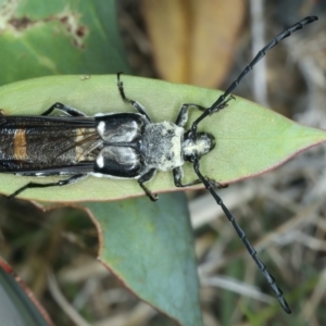 Hesthesis cingulatus at Thredbo, NSW - 21 Feb 2022