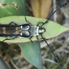 Hesthesis cingulatus (Wasp-mimic longicorn) at Thredbo, NSW - 21 Feb 2022 by jb2602