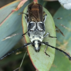 Hesthesis cingulatus at Thredbo, NSW - 21 Feb 2022