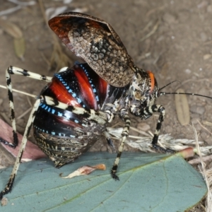 Acripeza reticulata at Pilot Wilderness, NSW - 19 Feb 2022