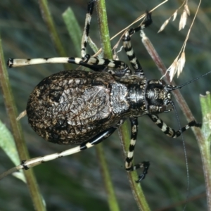 Acripeza reticulata at Pilot Wilderness, NSW - 19 Feb 2022