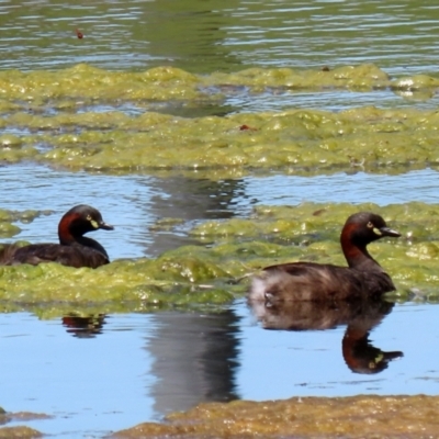 Tachybaptus novaehollandiae (Australasian Grebe) at Fadden Hills Pond - 21 Feb 2022 by RodDeb