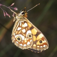 Oreixenica lathoniella (Silver Xenica) at Kosciuszko National Park - 19 Feb 2022 by Harrisi