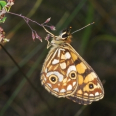 Oreixenica lathoniella at Kosciuszko National Park, NSW - 19 Feb 2022