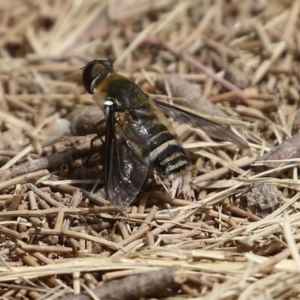 Villa sp. (genus) at Fadden, ACT - 21 Feb 2022