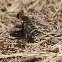 Villa sp. (genus) (Unidentified Villa bee fly) at Fadden Hills Pond - 21 Feb 2022 by RodDeb
