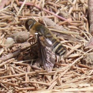 Villa sp. (genus) at Fadden, ACT - 21 Feb 2022