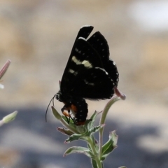 Phalaenoides glycinae (Grapevine Moth) at Fadden Hills Pond - 21 Feb 2022 by RodDeb