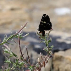 Phalaenoides glycinae at Fadden, ACT - 21 Feb 2022