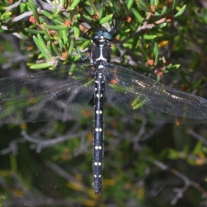 Eusynthemis guttata at Crackenback, NSW - 20 Feb 2022 11:02 AM