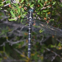 Eusynthemis guttata (Southern Tigertail) at Crackenback, NSW - 20 Feb 2022 by Harrisi