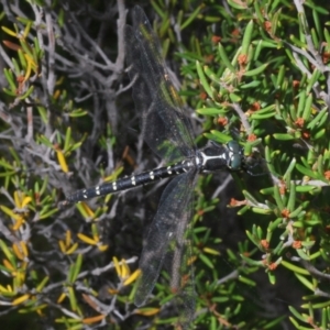 Eusynthemis guttata at Crackenback, NSW - 20 Feb 2022 11:02 AM