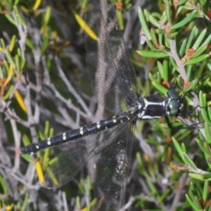 Eusynthemis guttata at Crackenback, NSW - 20 Feb 2022 11:02 AM