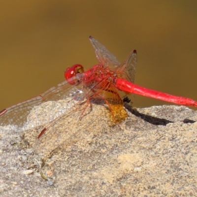 Diplacodes haematodes (Scarlet Percher) at Fadden Hills Pond - 21 Feb 2022 by RodDeb