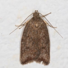 Garrha (genus) (A concealer moth) at Melba, ACT - 24 Dec 2021 by kasiaaus