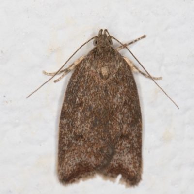 Garrha (genus) (A concealer moth) at Melba, ACT - 24 Dec 2021 by kasiaaus
