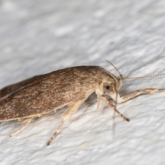 Garrha (genus) at Melba, ACT - 24 Dec 2021 10:43 PM