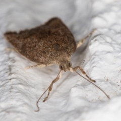 Garrha (genus) at Melba, ACT - 24 Dec 2021 10:43 PM