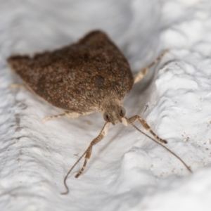 Garrha (genus) at Melba, ACT - 24 Dec 2021 10:43 PM