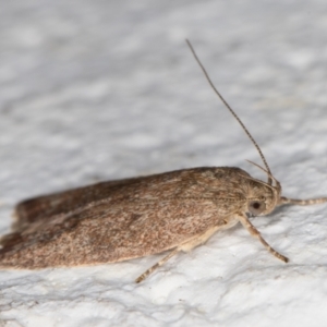 Garrha (genus) at Melba, ACT - 24 Dec 2021 10:43 PM