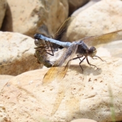 Orthetrum caledonicum (Blue Skimmer) at Fadden, ACT - 21 Feb 2022 by RodDeb