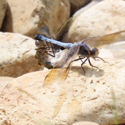 Orthetrum caledonicum (Blue Skimmer) at Fadden Hills Pond - 21 Feb 2022 by RodDeb