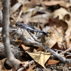 Orthetrum caledonicum at Fadden, ACT - 21 Feb 2022