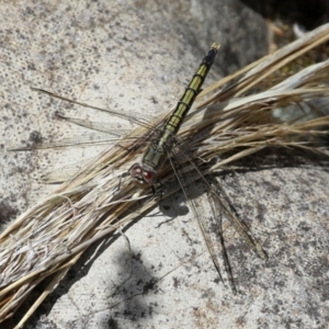 Orthetrum caledonicum at Fadden, ACT - 21 Feb 2022 01:10 PM