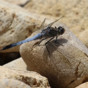 Orthetrum caledonicum at Fadden, ACT - 21 Feb 2022