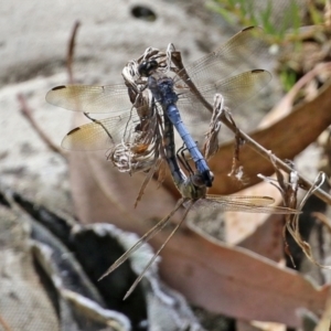 Orthetrum caledonicum at Fadden, ACT - 21 Feb 2022