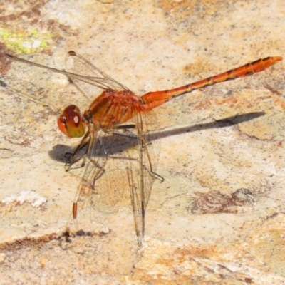 Diplacodes bipunctata (Wandering Percher) at Fadden Hills Pond - 21 Feb 2022 by RodDeb