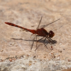 Diplacodes bipunctata at Fadden, ACT - 21 Feb 2022