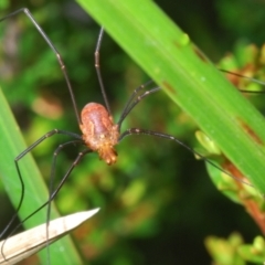 Opiliones (order) (Unidentified harvestman) at Perisher Valley, NSW - 20 Feb 2022 by Harrisi