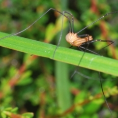 Opiliones (order) at Perisher Valley, NSW - 20 Feb 2022 10:31 AM