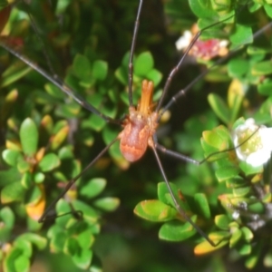 Opiliones (order) at Perisher Valley, NSW - 20 Feb 2022
