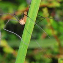 Opiliones (order) at Perisher Valley, NSW - 20 Feb 2022 10:31 AM