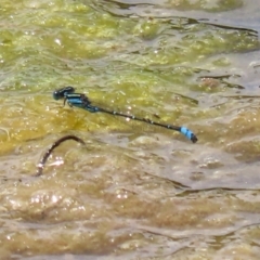 Austroagrion watsoni (Eastern Billabongfly) at Fadden Hills Pond - 21 Feb 2022 by RodDeb