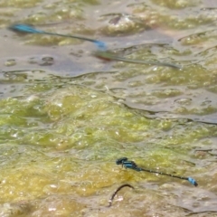 Austroagrion watsoni at Fadden, ACT - 21 Feb 2022 01:55 PM