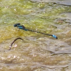 Austroagrion watsoni at Fadden, ACT - 21 Feb 2022 01:55 PM