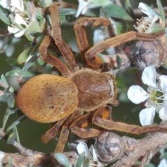 Neosparassus patellatus (Tasmanian Badge Huntsman) at Creel Bay, NSW - 20 Feb 2022 by Harrisi