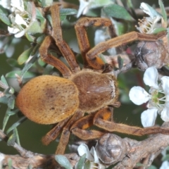 Neosparassus sp. (genus) (Unidentified Badge huntsman) at Jindabyne, NSW - 20 Feb 2022 by Harrisi