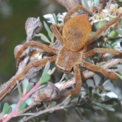 Neosparassus patellatus at Kosciuszko National Park - 20 Feb 2022