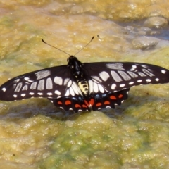 Papilio anactus (Dainty Swallowtail) at Fadden Hills Pond - 21 Feb 2022 by RodDeb