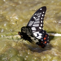 Papilio anactus at Fadden, ACT - 21 Feb 2022