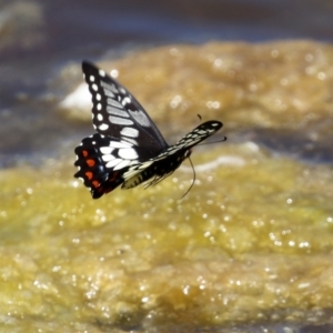 Papilio anactus at Fadden, ACT - 21 Feb 2022