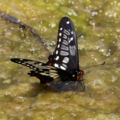 Papilio anactus at Fadden, ACT - 21 Feb 2022
