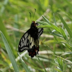 Papilio anactus at Fadden, ACT - 21 Feb 2022